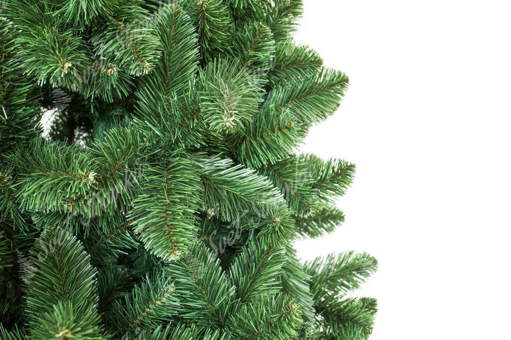 Detailní fotka Borovice Přírodní z pravé strany. Na obrázku se nachází velký počet hrubých borovicových větviček.