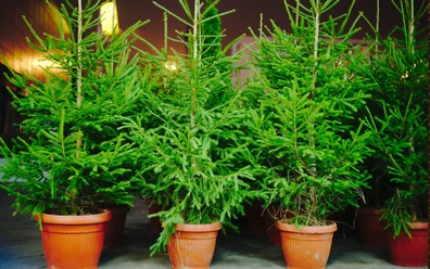 Živě vánoční stromky v květináči