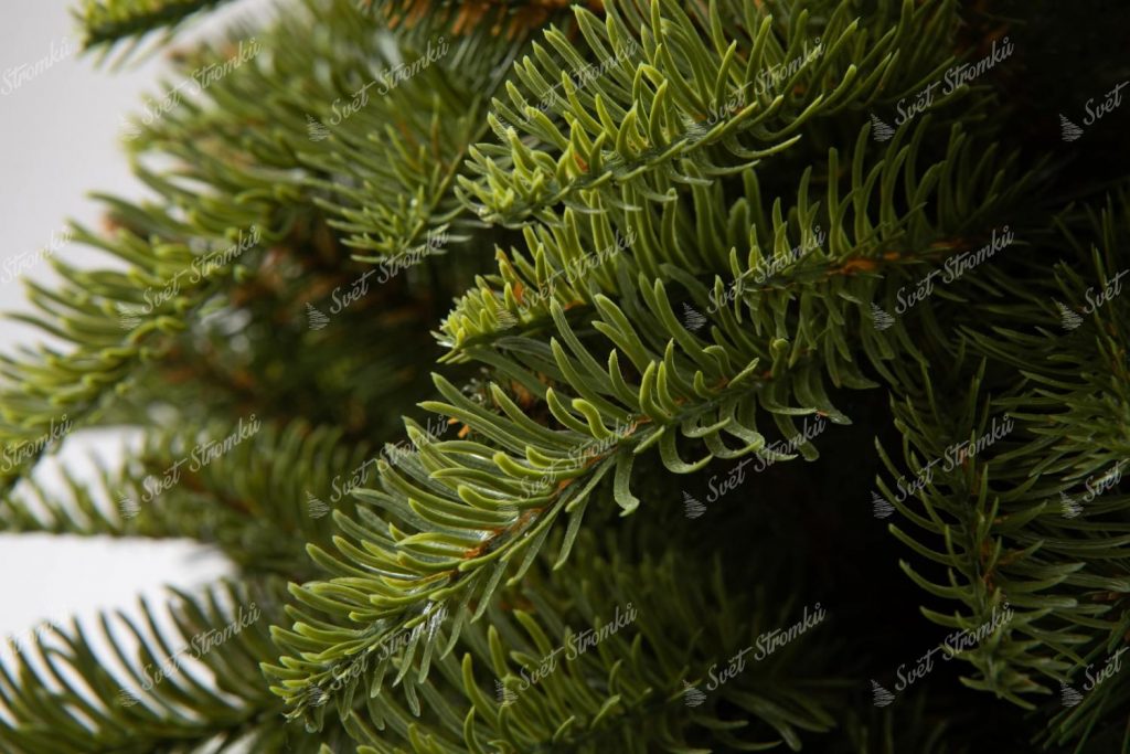 3D měkké jehličí 3D Jedle Kavkazská