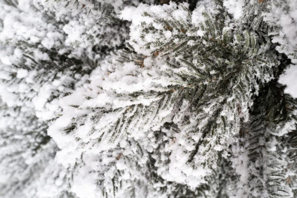 Vánoční stromek v květináči 3D Smrk Kralovský