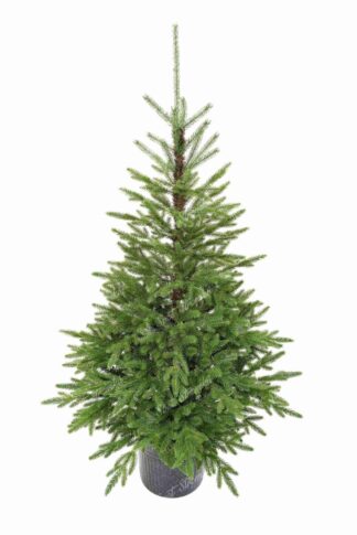 Umělý vánoční stromeček v květináči 3D Smrk Karpatský